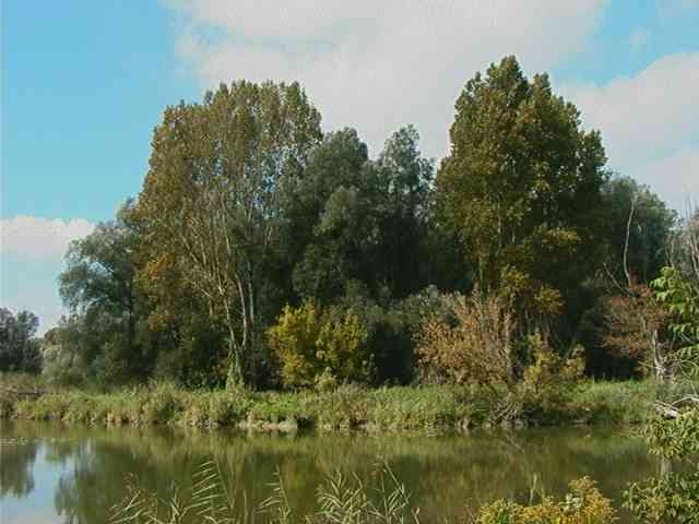 Lobau